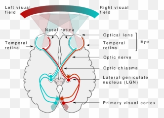 Visual System - 2nd Cranial Nerve Emoji,Emotion Code Flowcharts
