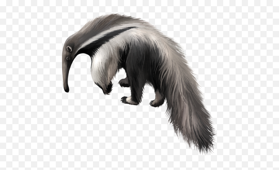 Anteater Sticker - Anteaters Emoji,Anteater Emoji