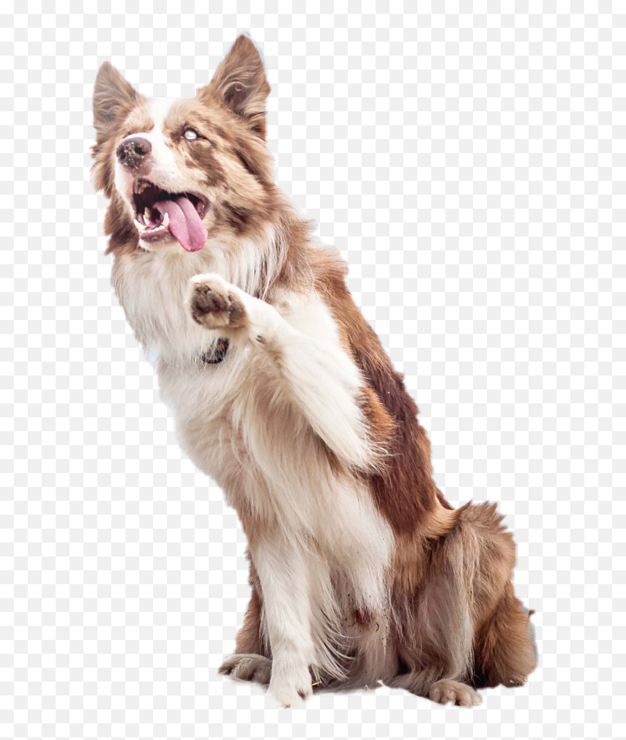 The Most Edited - Canine Tooth Emoji,Sheltie Emoji