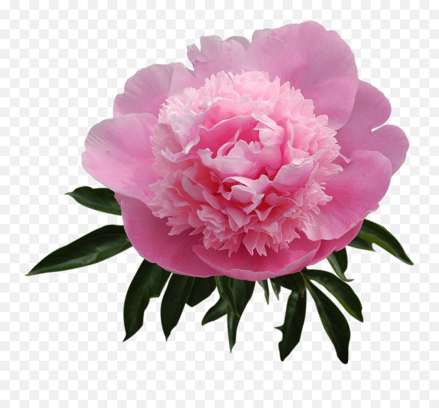 What Flowers To Give - Common Peony Emoji,Colour Symbolising A Mothers Emotion Mother