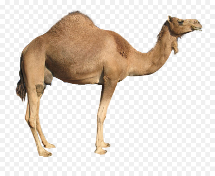 Camel Images - Camel Png Emoji,Camel Ride Emoticon