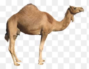 Camel Images - Camel Png Emoji,Camel Ride Emoticon