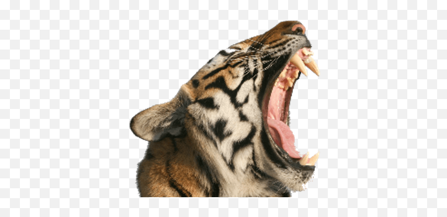Tiger Open Mouth Png Hd Transparent Background Image - Lifepng Tiger Mouth Open Transparent Emoji,Screaming Emoji No Background