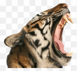 Tiger Open Mouth Png Hd Transparent Background Image - Lifepng Tiger Mouth Open Transparent Emoji,Screaming Emoji No Background