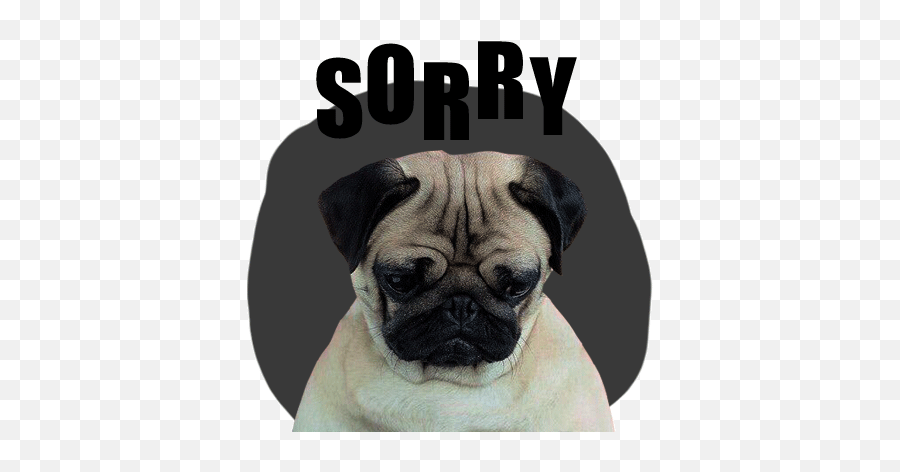 Handsome Pug Puppy Animated - Pug I Am Sorry Gif Emoji,Pug Dog Emoticons
