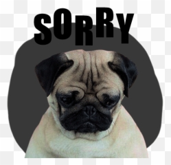 Handsome Pug Puppy Animated - Pug I Am Sorry Gif Emoji,Pug Dog Emoticons
