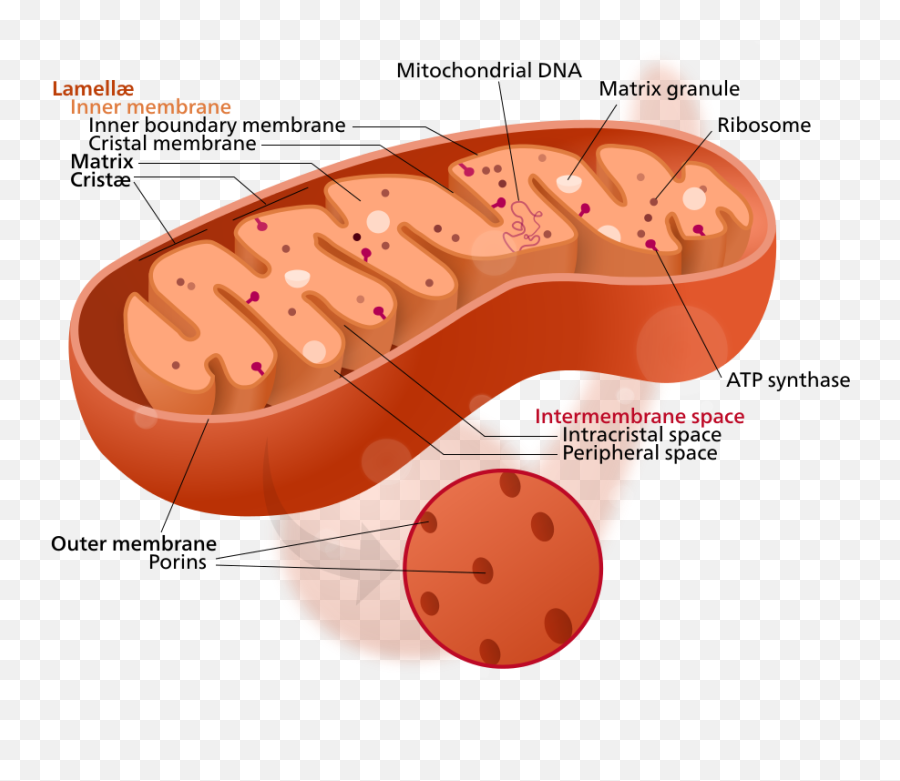 Mitochondria - Why Theyu0027re Important And What They Need To There Ribosomes In The Mitochondria Emoji,Where Is The Passion?: The Role Of Tone And Emotion In Argumentation