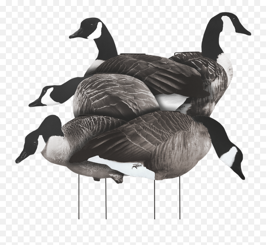 Printed Canada Silhouettes - White Rock Decoys Canada Goose Silhouettes Emoji,Canadian Goose Emoticon