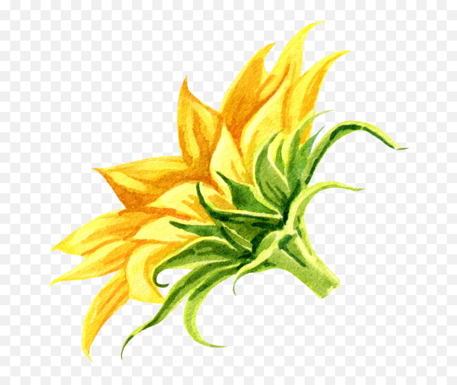 Sunflower Seeds U2013 88 Acres Emoji,Kansas Sunflower Emoticon