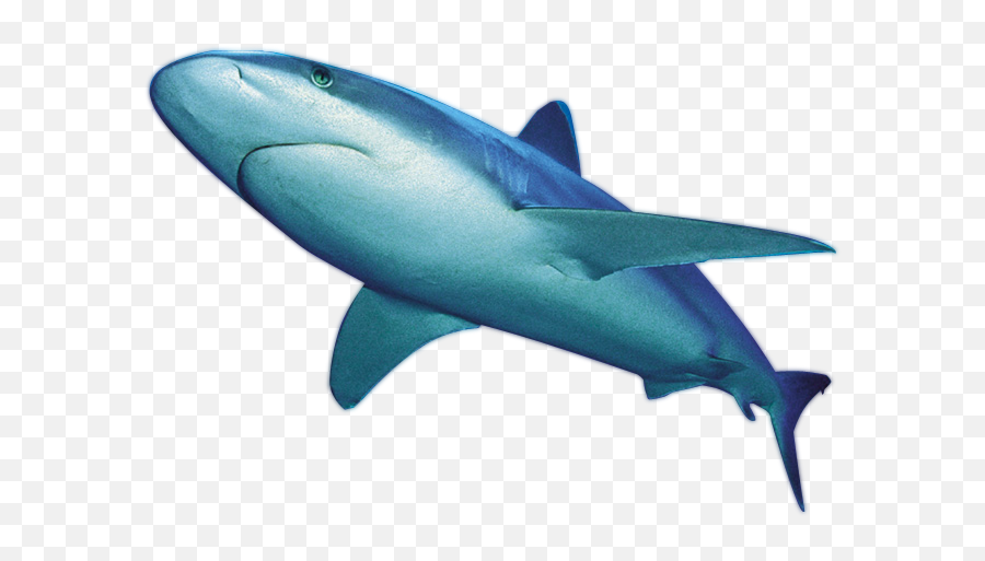 Shark Sticker - Blue Shark Transparent Background Emoji,Shark Fin Emoji