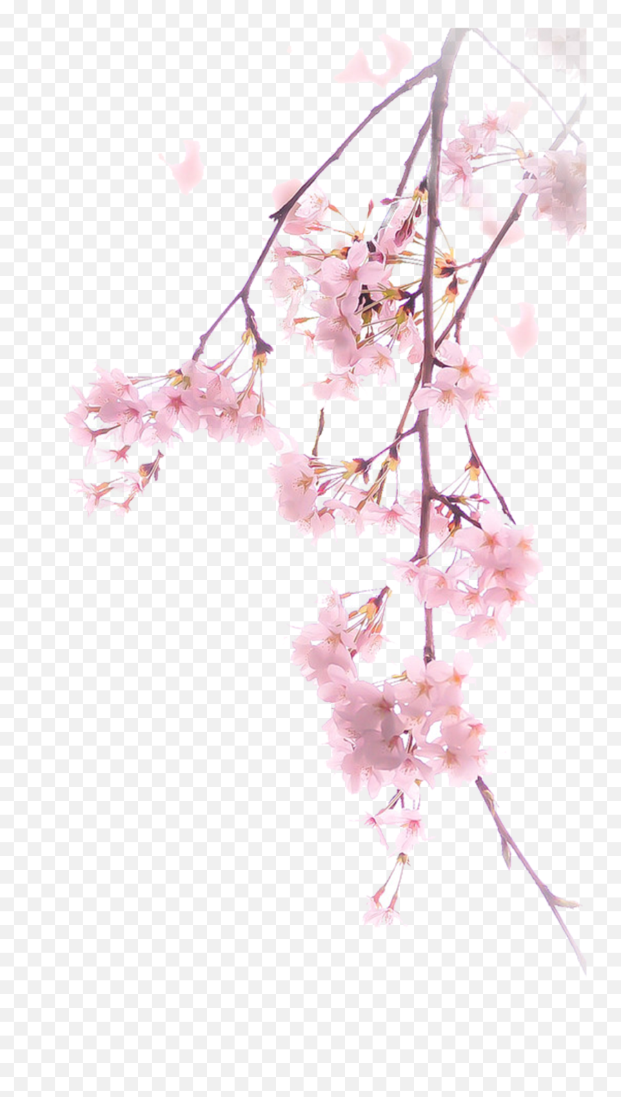 Download Blossom Cherry Illustration Free Download Png Hq - Cherry Blossom Emoji,Cherry Blossom Emoticon