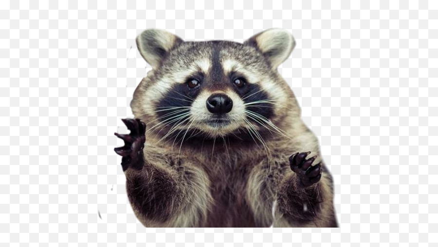 Download Raccoon Hug Png Image With No - Raccoon Hug Emoji,Racoon Emoji