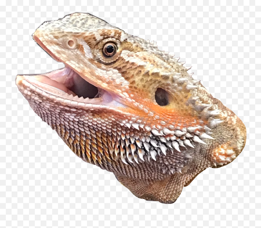 Popular And Trending Brodaty Stickers On Picsart - Bearded Dragon Emoji,Do Bearded Dragons Change Color Do To Emotion