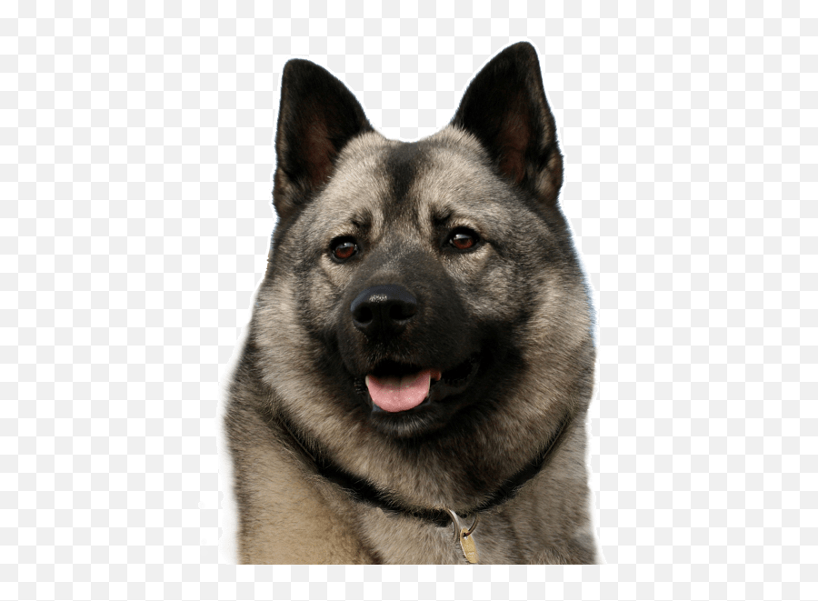 Norwegian Elkhound Puppies For Sale - Norwegian Elkhound Png Emoji,My Scottish Terrier Doesn't Show Emotions