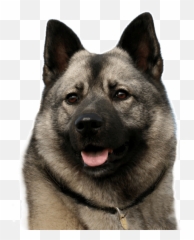 Norwegian Elkhound Puppies For Sale - Norwegian Elkhound Png Emoji,My Scottish Terrier Doesn't Show Emotions