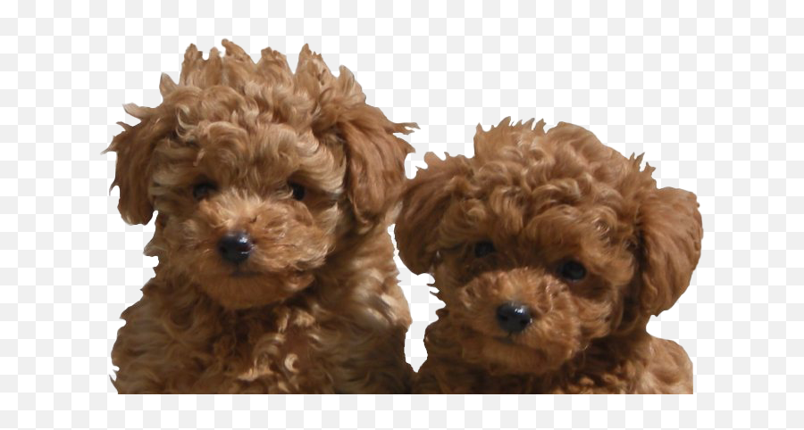 Poodle Png Transparent Images Png All - Toy Poodle Puppy Png Emoji,Dog Emojis Poodle