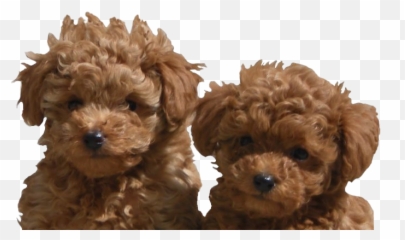 Poodle Png Transparent Images Png All - Toy Poodle Puppy Png Emoji,Dog Emojis Poodle