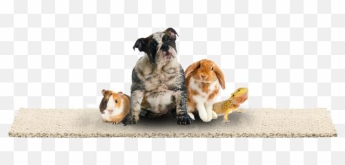 Smartstrand - Mohawk Smartstrand Carpet All Pets Emoji,Mohawk Carpet Pure Emotion Slate