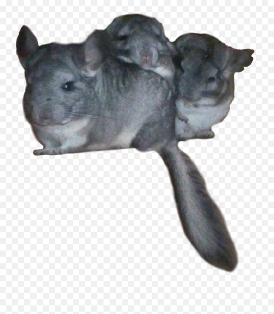 Popular And Trending Chinchilla Stickers Picsart - Chinchilla Emoji,Chinchilla Emoji