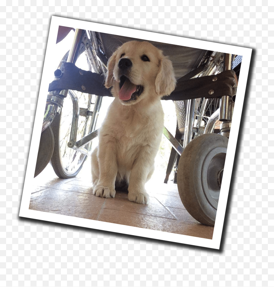 Dog4life Toscana - Picture Frame Emoji,Labrador Retriever Happy Birthday Emoticon