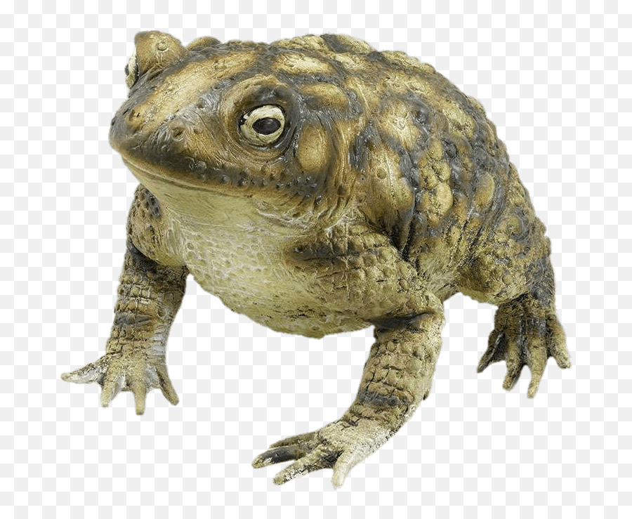 Rubber Toad Transparent Png - Toad Png Emoji,Spadefoot Toad Emotion