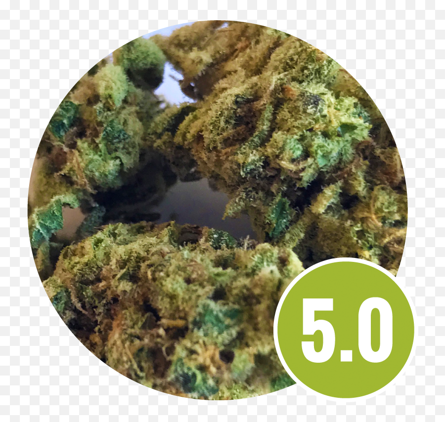 Strain Review U2013 Chongu0027s Choice Cannabis 3 Strain Review Emoji,Tommy Chongs Smoke Emojis