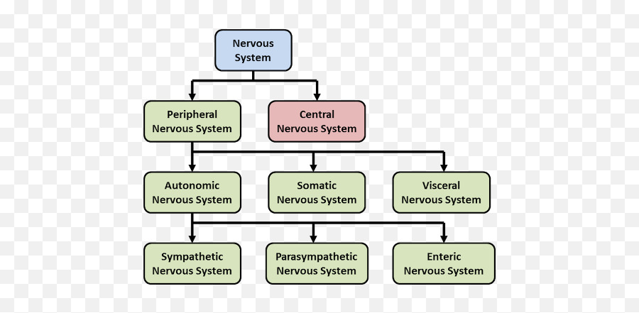 Pacific Medical Training - Nervous System Components Of Nervous System Emoji,Nervous Emotion