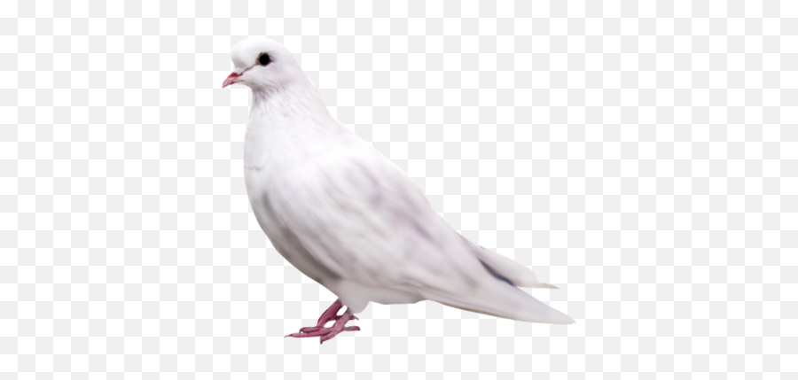 Very Fluffy White Dove Transparent Hd - 33359 Transparentpng Emoji,Loona White Dove Emoticon