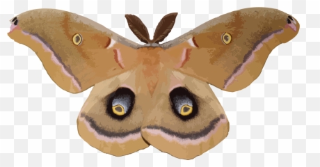 Juglans Cinerea Emoji,What Does The Duck Emoji Mean In Slang