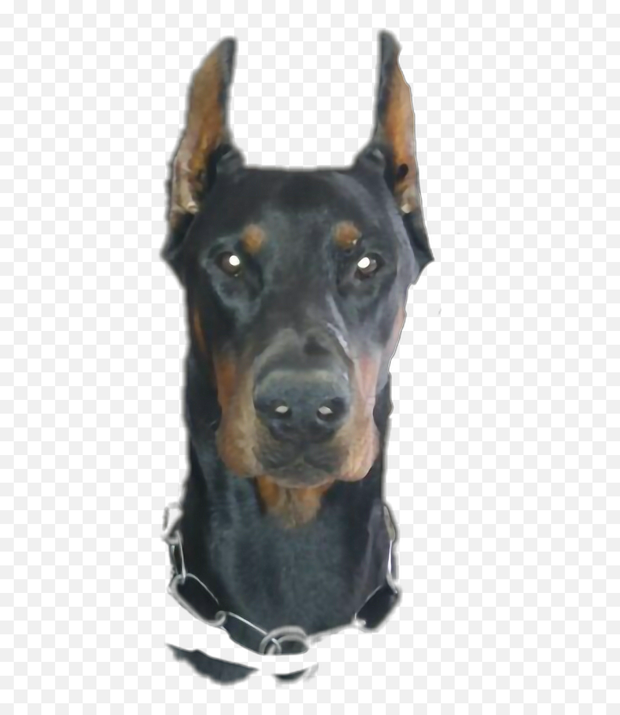 Doberman Sticker - Collar Emoji,Doberman Emoji