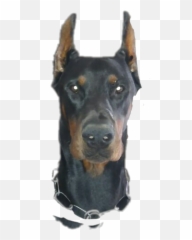 640x1280 - Doberman Png Emoji,Doberman Emoji - Free Emoji PNG Images ...