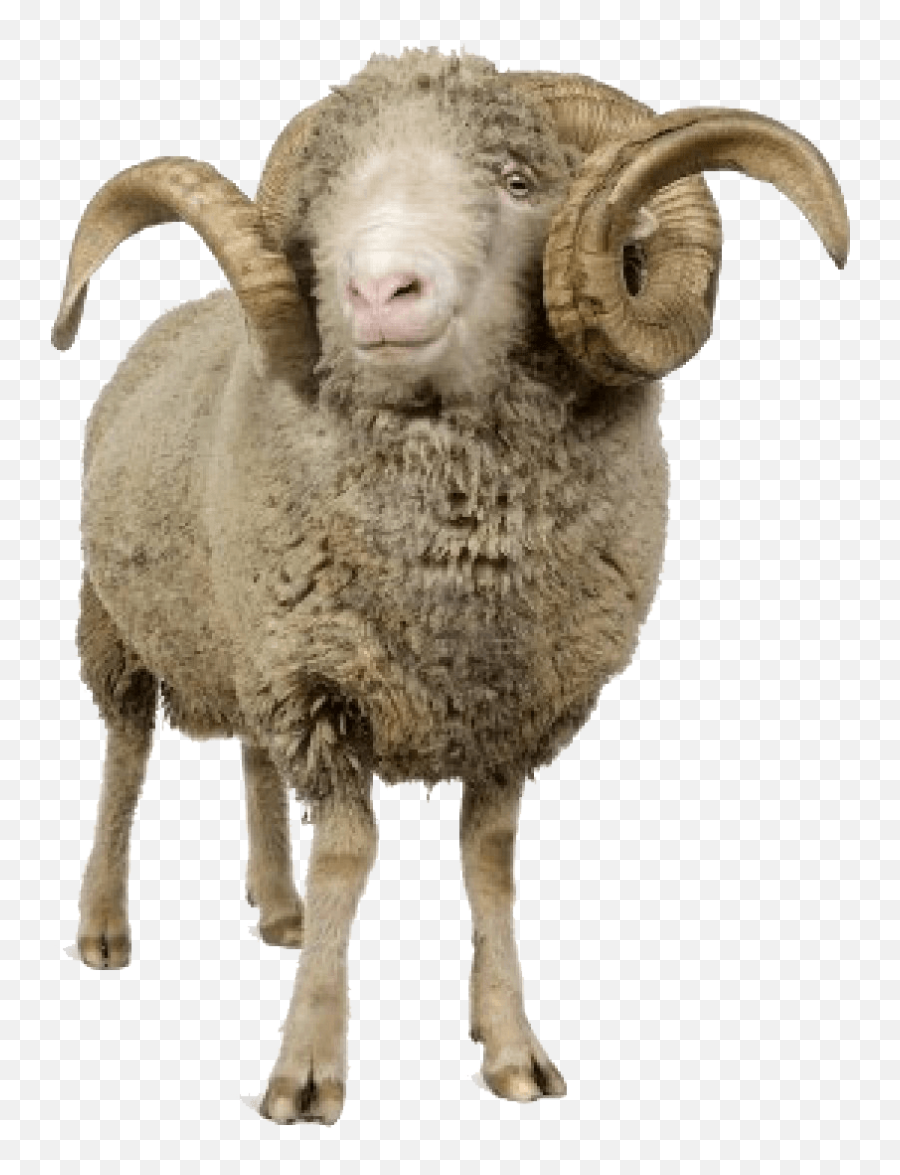 Sheep With Horns Transparent Png - Stickpng Sheep With Horns Png Emoji,Sheep Emoticon Tumblr