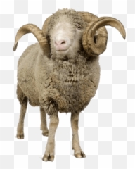 Sheep With Horns Transparent Png - Stickpng Sheep With Horns Png Emoji,Sheep Emoticon Tumblr
