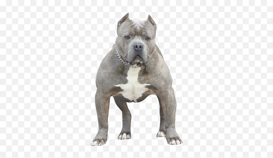 American Bully Psd Official Psds - Guard Dog Emoji,Dog Ptbull Emojis