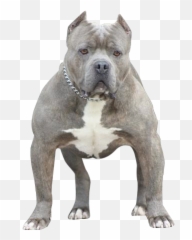 American Bully Psd Official Psds - Guard Dog Emoji,Dog Ptbull Emojis