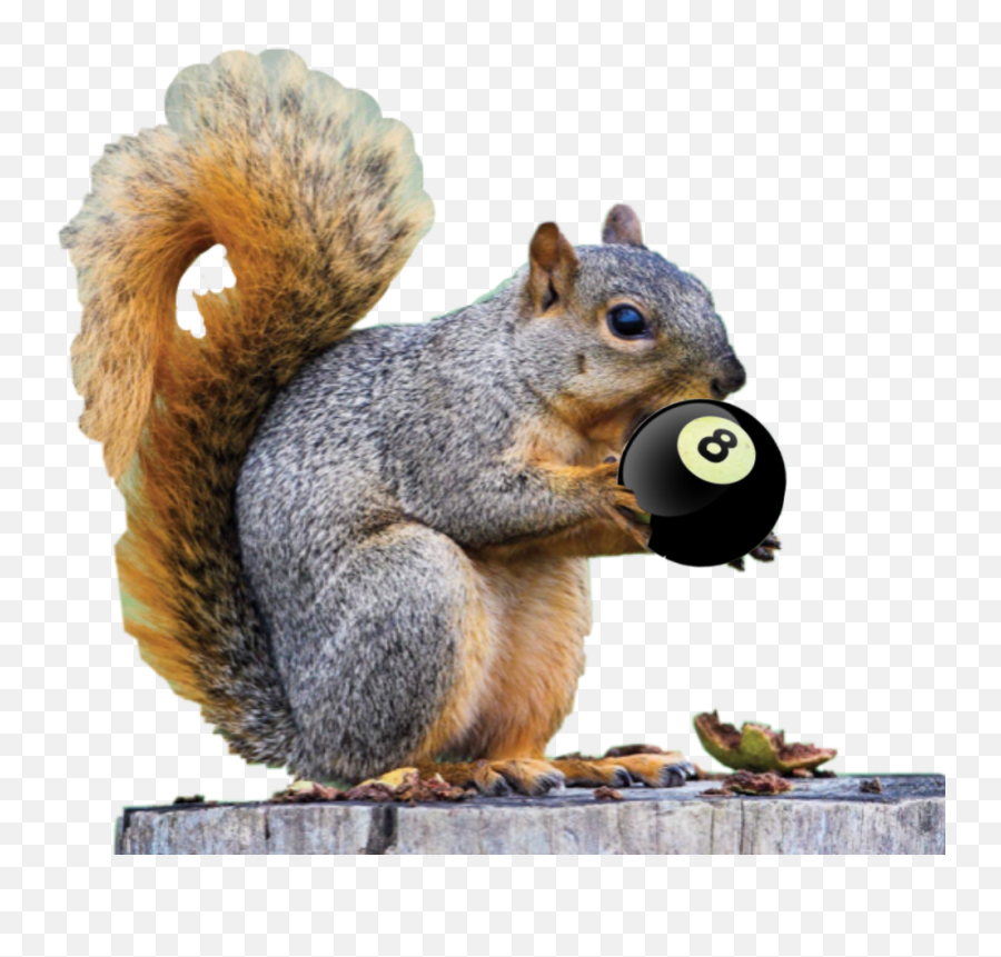 The Most Edited Boliche Picsart Emoji,Animated Emoticons Squirrel