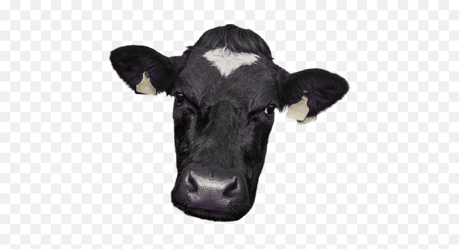 Orbital - Purple Cow Training Emoji,Cow Emoji