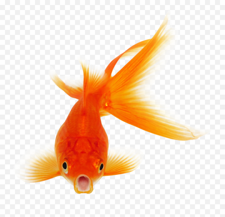 Goldfish Png Free Download Png Arts Emoji,Gold Fidsh Emoji