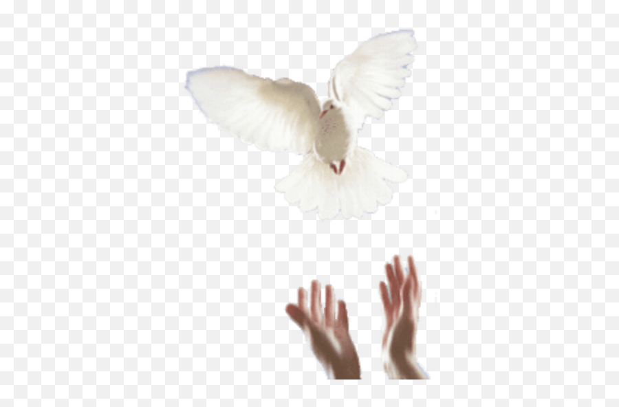 Bom Dia Emoji,Peace Dove Emoji