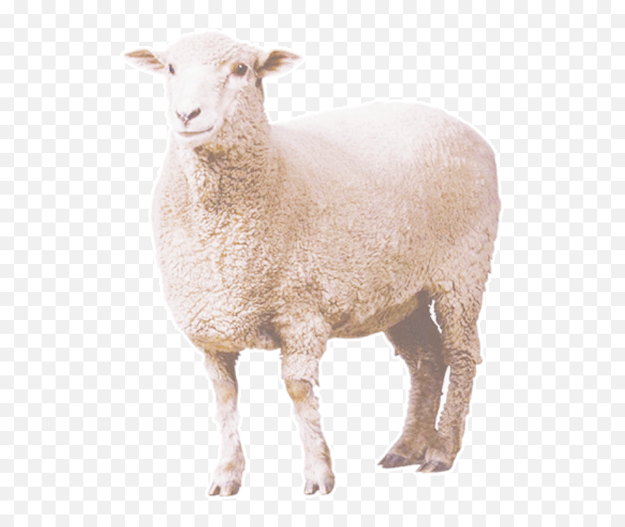 Free Transparent Eid Al Adha Png - Transparent Background Sheep Png Emoji,Facebook Sheep Emoticon