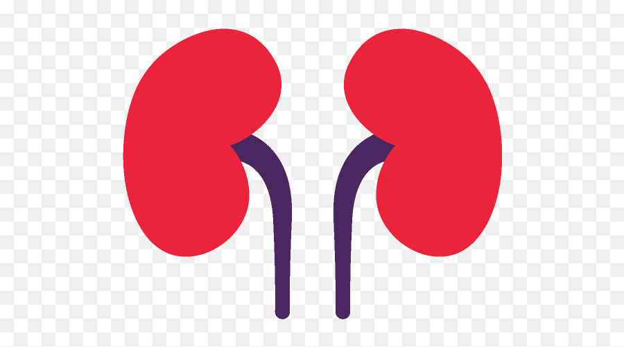 Kidney Stones - Einstein Health Clipart Kidney Png Emoji,Kidney Emotions