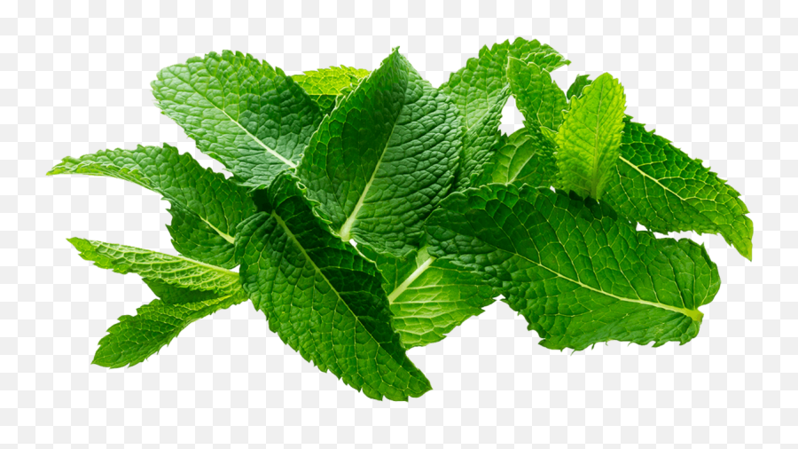 Spearmint Basil - Esencia De Eucalipto Png Emoji,What Emotion Does Mint Represent