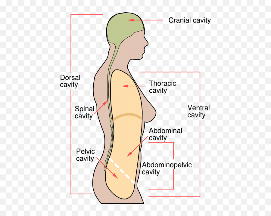 Abdominal Pain Pain Appendicitis - Body Cavities Emoji,Abdominal Cramps Emoticon