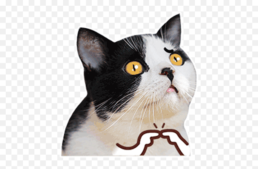 New Stickers Memes De Gatos Animados 2021 - Apps On Google Play Meme Del Gato Animados Emoji,Emojis Gatitos