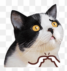 New Stickers Memes De Gatos Animados 2021 - Apps On Google Play Meme Del Gato Animados Emoji,Emojis Gatitos
