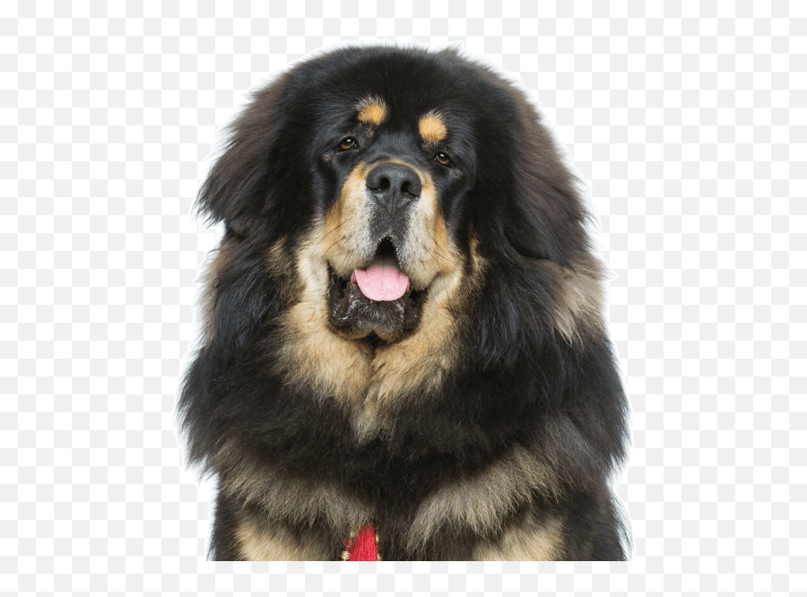 Tibetan Mastiff Puppies For Sale - Tibetan Mastiff Face Emoji,Caucasian Mountain Shepherd Puppy Emoticon
