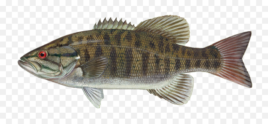 Bass Fish Png - Smallmouth Bass Png Emoji,Https://news.google.comlaugh Emoticon