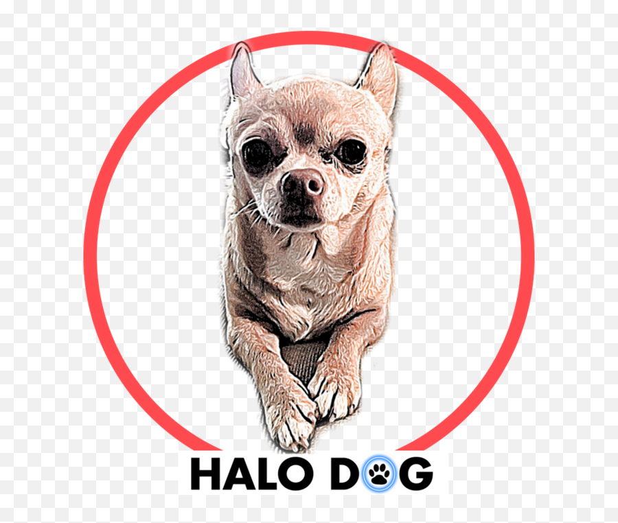 Led Dog Collar - Keep Your Pets Safe U0026 Seen At Night Halo Animal Figure Emoji,Cute Dog Thank You Emoticon