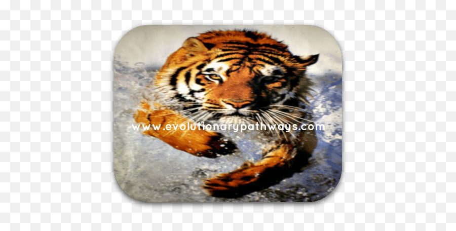 Inspired Life Motivation - Bengal Tiger Emoji,Running Motivation Emotion