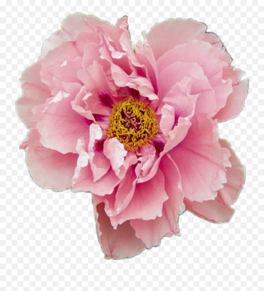 Aesthetic Rose Pink Tumblr Pink Flower Background - Largest Aesthetic Flower Png Pastel Emoji,Tumblr Flower Emoji